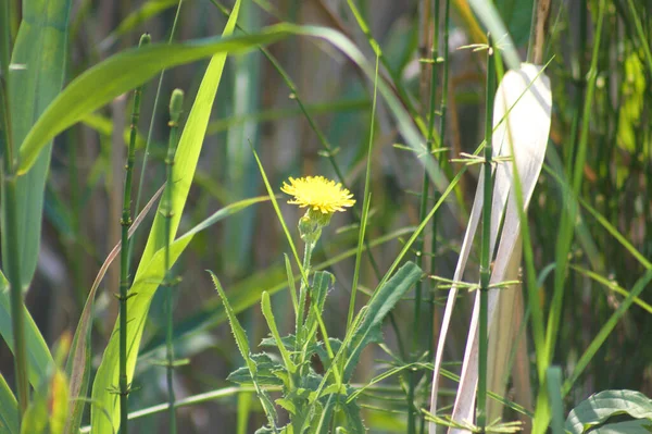 前景に焦点を当て選択的に黄色の多年草の浅い花のクローズアップ — ストック写真
