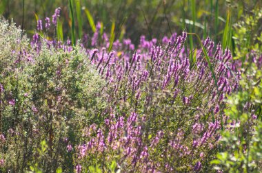 Mor gevşek çiçeklerin yakın plan çekimleri ve seçici bir şekilde ön plana odaklanma