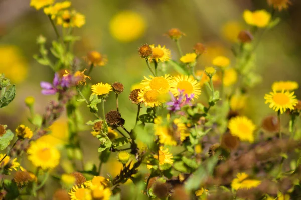 Close Common Fleabane Flowers Selective Focus Foreground — Stock Photo, Image