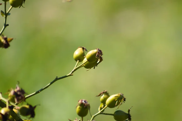 Nahaufnahme Grüner Hagebuttenfrüchte Auf Pflanze Mit Grün Verschwommenem Hintergrund — Stockfoto