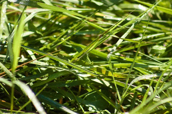 Close Green Kikuyu Grass Selective Focus Foreground — 스톡 사진