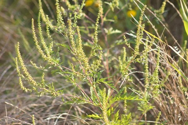 Ambroisie Gros Plan Sur Les Bourgeons Annuels Herbe Poux Avec — Photo