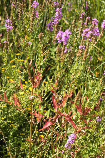 Close Purple Loosestrife Leaves Flowers Selective Focus Foreground — Stock Photo, Image
