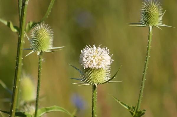 Gros Plan Sur Les Graines Teasel Vert Feuilles Coupées Avec — Photo