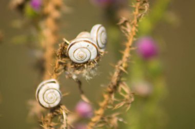 Arka planda bulanık bitkiler olan bitkilerin üzerine beyaz salyangozların yakın çekimi