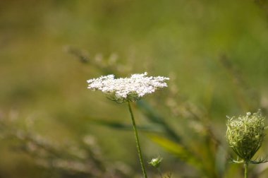 Yabani havuç çiçeğinin ön planda seçici bir odak noktası olan yakın plan görüntüsü