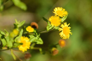 Arka planda yeşil bulanık bitkiler olan sarı bitkisel çiçeklere yakın çekim