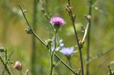 Arka planda bulanık bitkiler olan dikensiz devedikeni çiçeğinin yakın çekimi