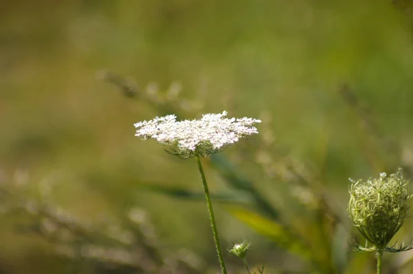 Close Wild Carrot Flower Side View Selective Focus Foreground — стоковое фото