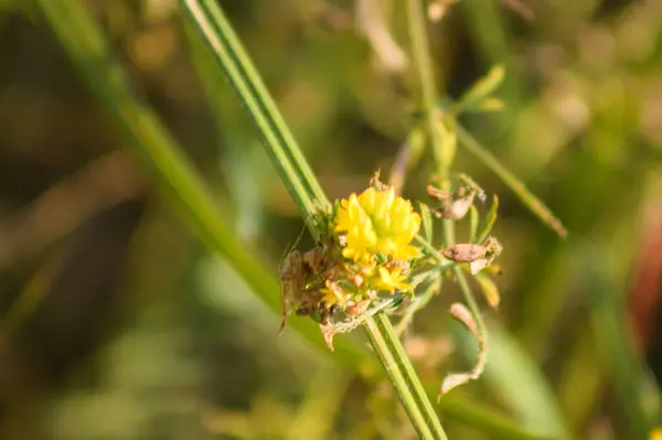 Arka Planda Yeşil Bulanık Bitkiler Olan Hop Trefolil Çiçeğine Yakın — Stok fotoğraf