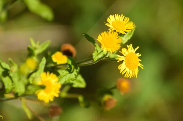 Close Yellow Common Fleabane Flowers Green Blurred Plants Background — Foto Stock