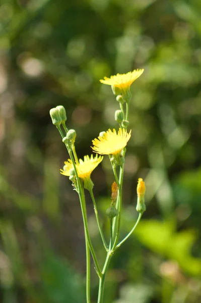 Close Perennial Sowthistle Flowers Blurred Plants Background — Fotografia de Stock