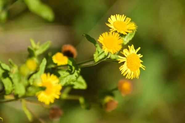 Nahaufnahme Von Gelben Flohblumen Mit Grünen Verschwommenen Pflanzen Auf Dem lizenzfreie Stockbilder