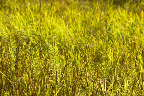 Close Black Speargrass Selective Focus Foreground — Fotografia de Stock