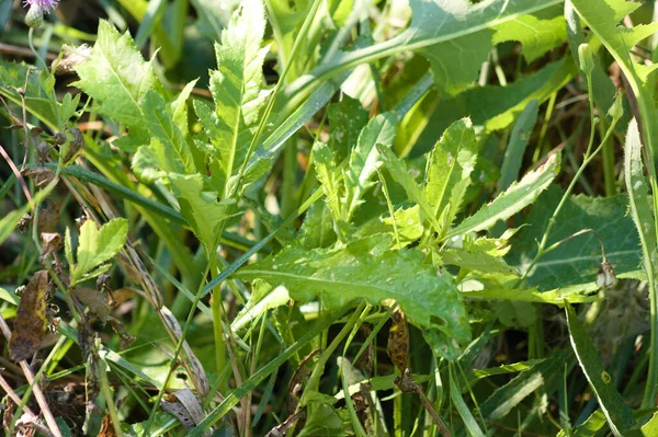 Close Creeping Thistle Leaves Selective Focus Foreground — стоковое фото