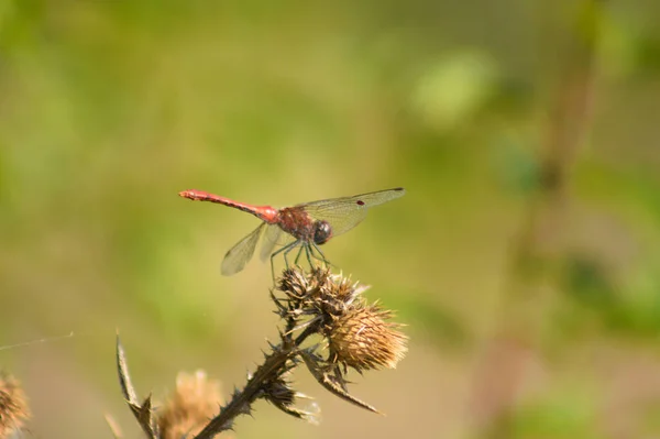 Close Dragonfly Brown Spiny Plumeless Thistle Seeds Green Blurred Background — Stockfoto