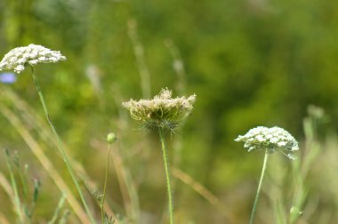 Yabani havuç çiçeklerinin yakın plan görüntüsü yeşil bulanık arkaplan