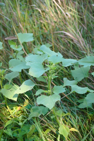 Close Green Common Cocklebur Leaves Selective Focus Foreground —  Fotos de Stock