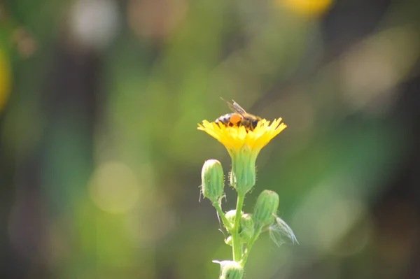 Zbliżenie Pszczół Zapylających Wieloletni Kwiat Ostrokrzewu Rozmytym Tłem — Zdjęcie stockowe