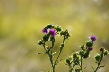 Ön planda seçici odaklı boğa devedikeni çiçeklerinin yakın çekimi