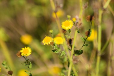 Önplanda seçici bir odak noktası olan sarı pireli çiçeklere yakın çekim