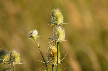 Yeşil yapraklı çay çekirdeğinin yakın plan yeşil bulanık arkaplan
