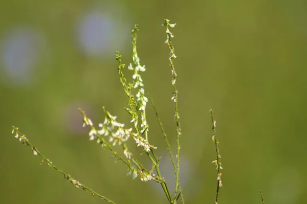 Close White Sweetclover Flowers Green Blurred Background — Stock Photo, Image