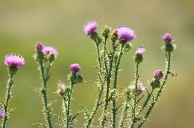 Close-up of spiny plumeless thistle flowers with green blurred background