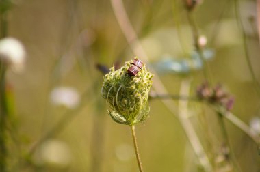 Kırmızı çizgili pis kokulu böceklerin ön planda seçici bir odak noktası olan yabani havuç tomurcuğuna yakın plan.