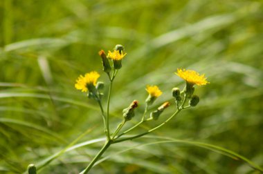 Arkaplanda yeşil bulanık bitkilerin açtığı daimi dişi devedikeni çiçeklerinin yakın çekimi