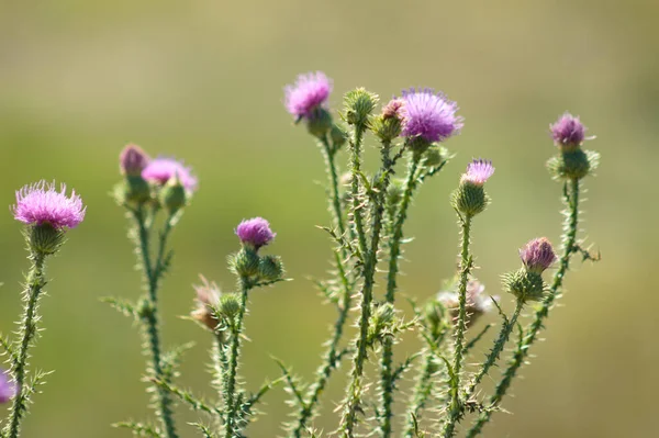 Yeşil bulanık arkaplan ile dikensiz devedikeni çiçekleri yakın plan
