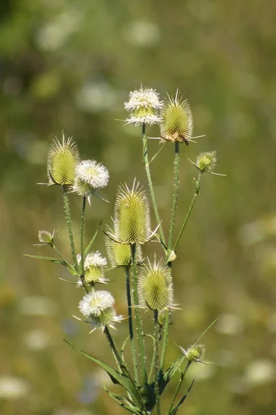 Close Cutleaf Teasel Green Seeds Petals Selective Focus Foreground — Stock Photo, Image
