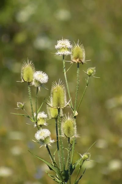 Close Cutleaf Teasel Green Seeds Petals Selective Focus Foreground — ストック写真