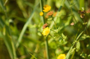 Önplanda seçici bir odak noktası olan sıradan pire çiçeklerine yakın çekim
