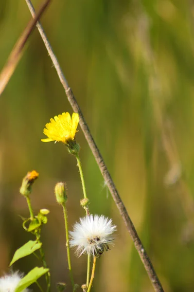 Close Fluffy Perennial Sowthistle Seed Flower Selective Focus Foreground — Stok fotoğraf