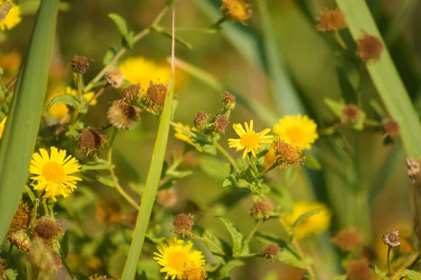 Close Common Fleabane Yellow Flowers Brown Seeds Selective Focus Foreground — Stok fotoğraf