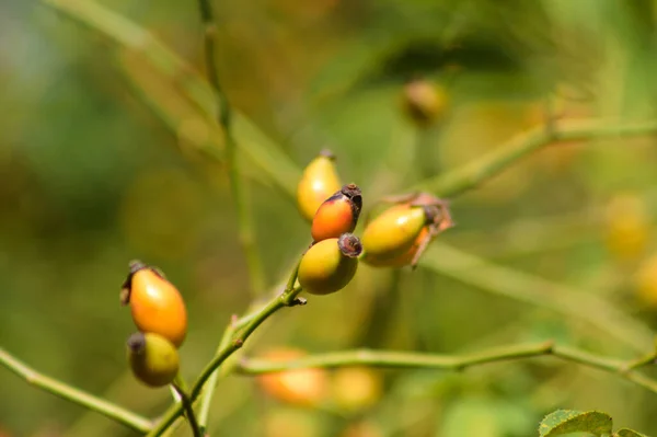 Primer Plano Frutas Rosa Mosqueta Verde Con Plantas Verdes Borrosas — Foto de Stock