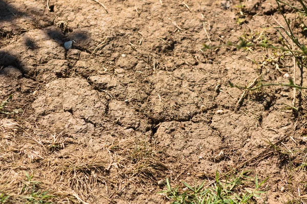 Close View Drought Cracked Soil Dry Grass Selective Focus Foreground — Stock Photo, Image