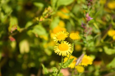 Önplanda seçici bir odak noktası olan sıradan pire çiçeğinin yakın çekimi