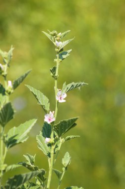 Önplanda seçici bir odak noktası olan marsh-mallow çiçeğine yakın plan