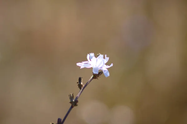 Close Common Chicory Flower Selectvve Focus Foreground — стоковое фото