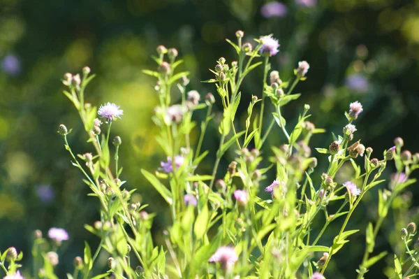 Önplanda seçici bir odak noktası olan kahverengi knapweed çiçeklerine yakın plan