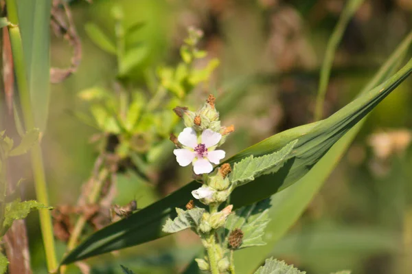 Close Marsh Mallow Flower Selective Focus Foreground — ストック写真