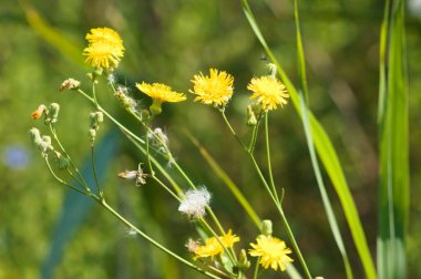 Uzun ömürlü dişi devedikeni çiçeklerinin yakın plan çekimleri ve seçici bir şekilde ön plana odaklanma