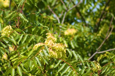 Cennet ağacının yakın planında seçici bir odak noktası vardır.