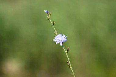 Yeşil bulanık arkaplanı olan yaygın hindiba çiçeğine yakın plan