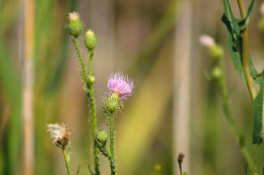 Arka planda bulanık bitkiler olan dikensiz devedikeni çiçeğinin yakın çekimi