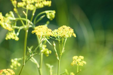Sarı yaban havucu çiçeklerinin ön planda seçici bir odağı var.
