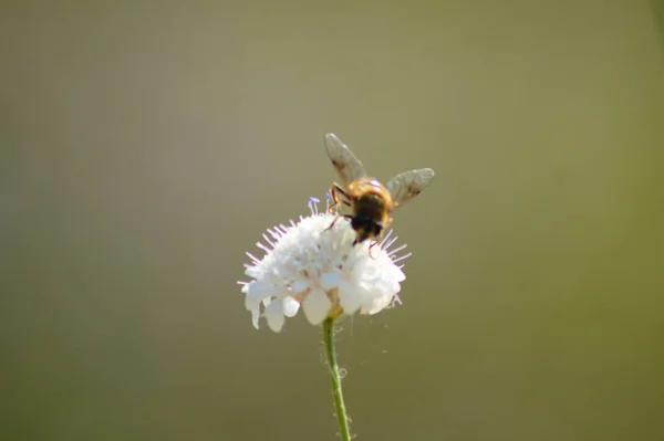 Close Bee Pollinating Small Scabious Flower Blurred Background — стоковое фото