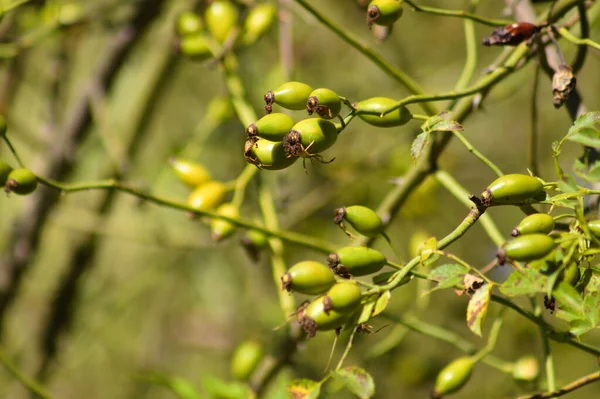 Nahaufnahme Grüner Hagebuttenfrüchte Mit Selektivem Fokus Auf Den Vordergrund — Stockfoto